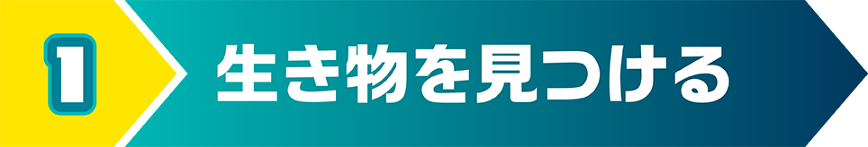 生き物を見つける